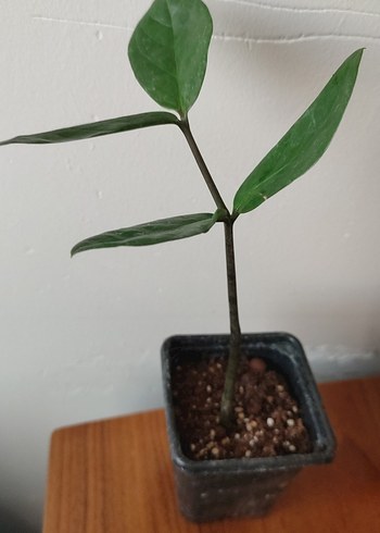 Koyu Yeşil Yapraklı Ev Bitkisi zamia - Görsel 3