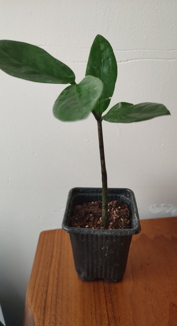 Koyu Yeşil Yapraklı Ev Bitkisi zamia - Görsel 2