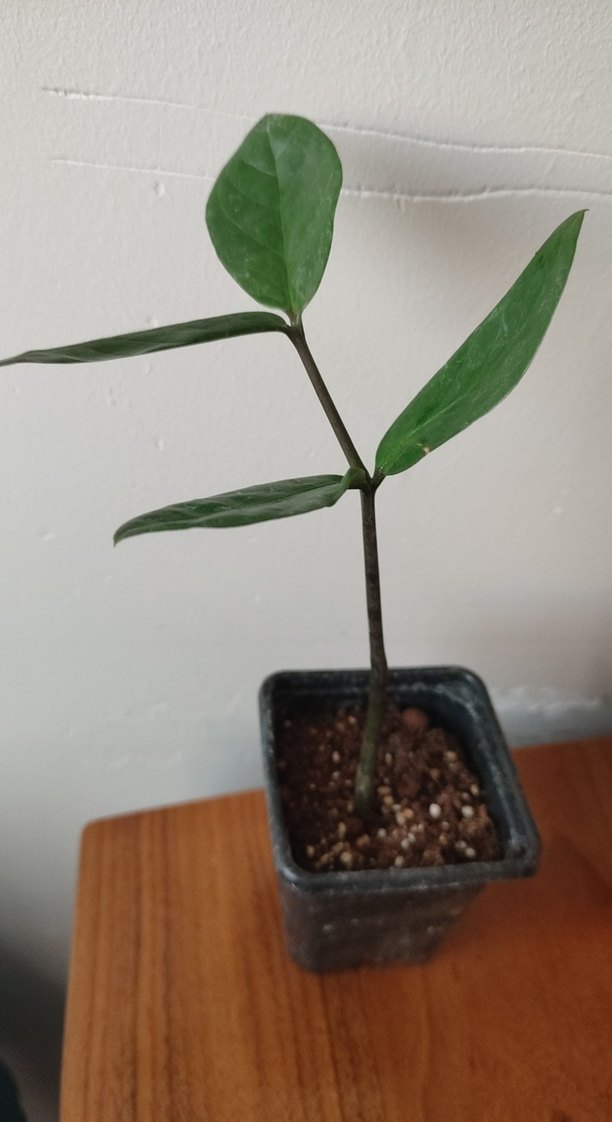 Koyu Yeşil Yapraklı Ev Bitkisi zamia - Görsel 3