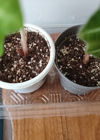 Koyu Yeşil Alocasia Saksı Bitkisi alocasia polly sadece bir adet - Görsel 4