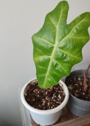 Koyu Yeşil Alocasia Saksı Bitkisi alocasia polly sadece bir adet - Görsel 2