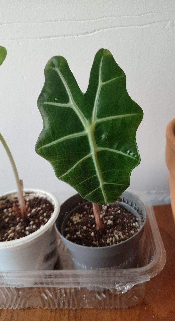 Koyu Yeşil Alocasia Saksı Bitkisi alocasia polly sadece bir adet - Görsel 3