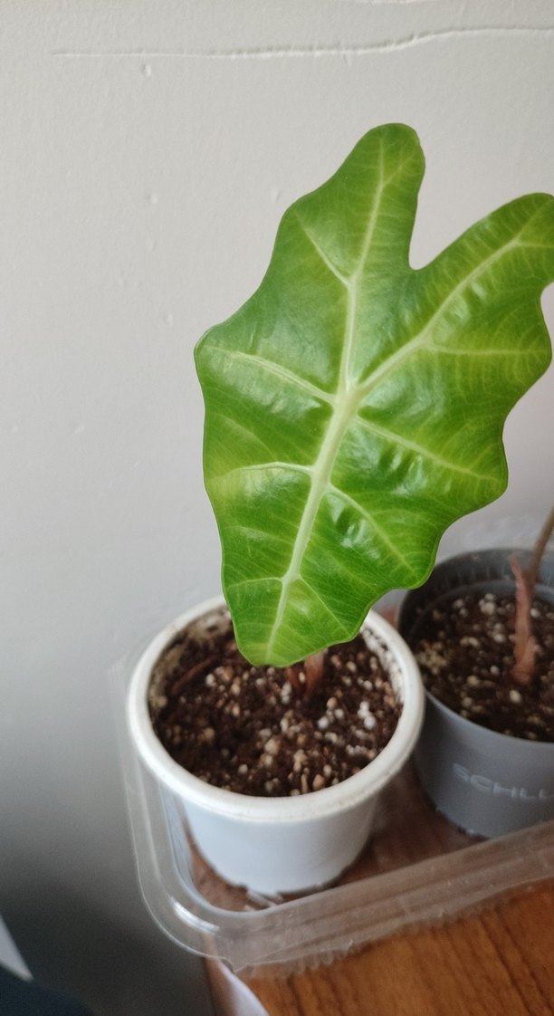 Koyu Yeşil Alocasia Saksı Bitkisi alocasia polly sadece bir adet - Görsel 2