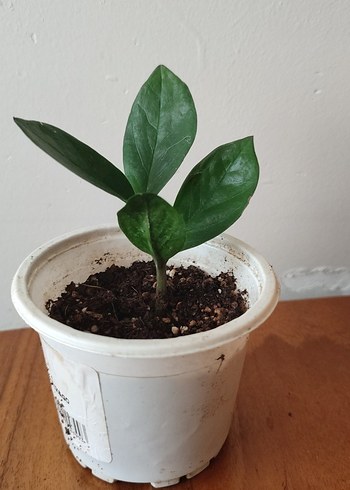 Küçük Yeşil Saksı Bitkisi zamia - Görsel 2