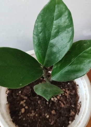 Küçük Yeşil Saksı Bitkisi zamia - Görsel 3