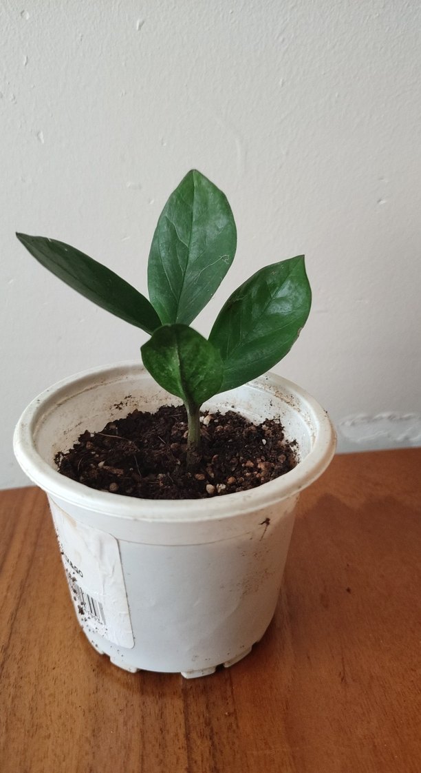 Küçük Yeşil Saksı Bitkisi zamia - Görsel 2