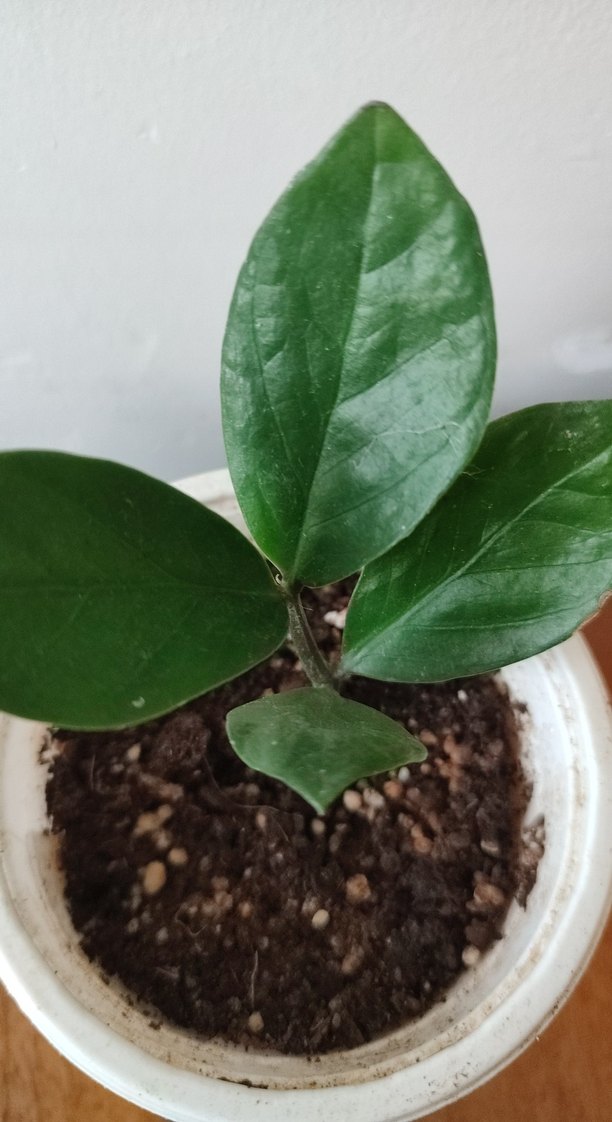 Küçük Yeşil Saksı Bitkisi zamia - Görsel 3