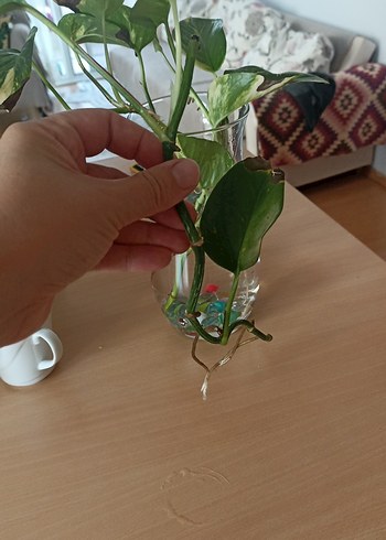 Camda Suyla Canlanan Yeşil Bitki sarmaşık