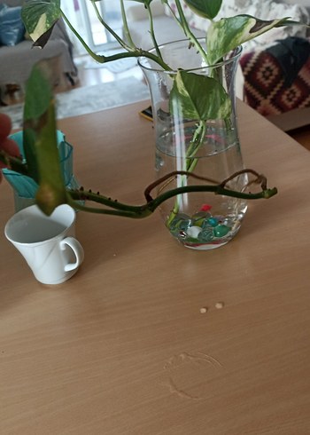 Çiçek Camda Suyla Canlanan Yeşil Bitki sarmaşık