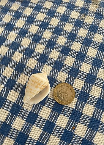 Deniz Kabuğu doğal 30 adet - Görsel 2