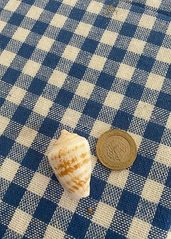 Deniz Kabuğu doğal 30 adet - Görsel 3