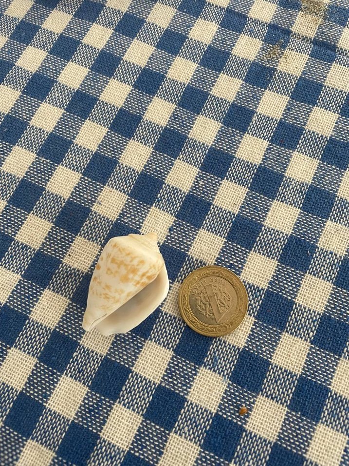 Deniz Kabuğu doğal 30 adet - Görsel 2