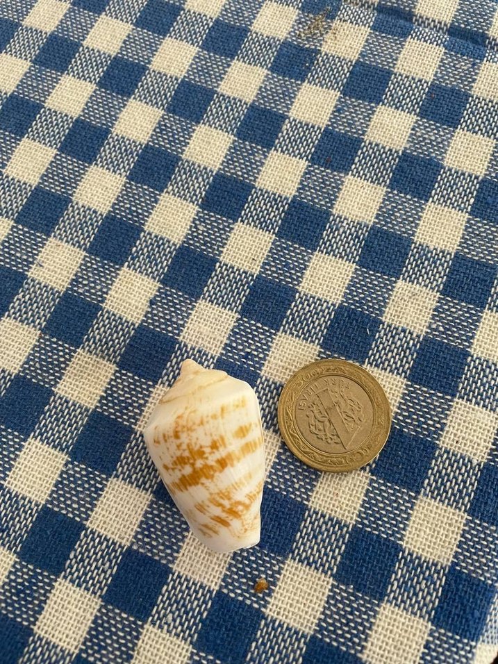 Deniz Kabuğu doğal 30 adet - Görsel 3