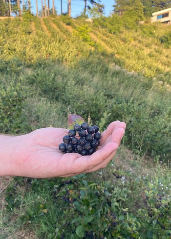 orgnik aronya - Görsel 2