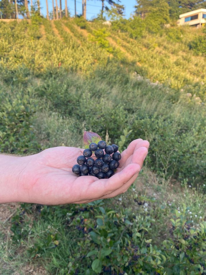 orgnik aronya - Görsel 2