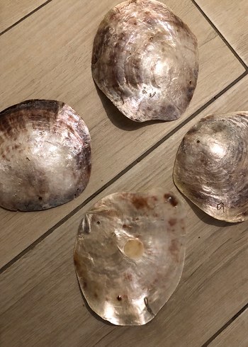 SEDEF İSTRİDYE  DENİZ KABUĞU -4 ADET - Görsel 6