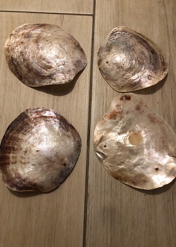 SEDEF İSTRİDYE  DENİZ KABUĞU -4 ADET - Görsel 3