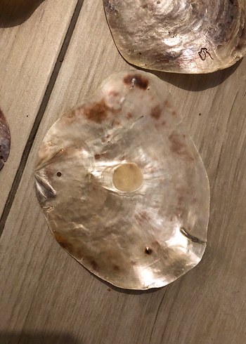 SEDEF İSTRİDYE  DENİZ KABUĞU -4 ADET - Görsel 5