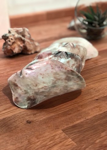 SEDEF İSTRİDYE  DENİZ KABUĞU -4 ADET - Görsel 2