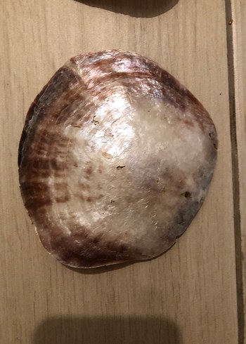 SEDEF İSTRİDYE  DENİZ KABUĞU -4 ADET - Görsel 4