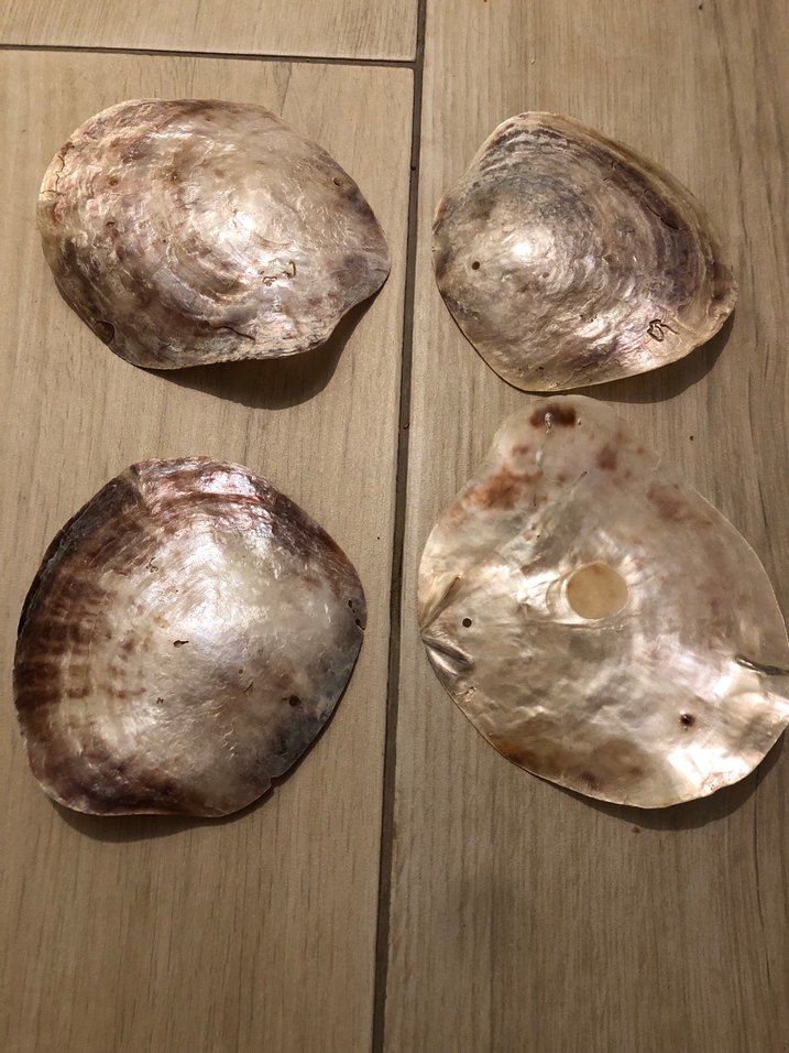 SEDEF İSTRİDYE  DENİZ KABUĞU -4 ADET - Görsel 3