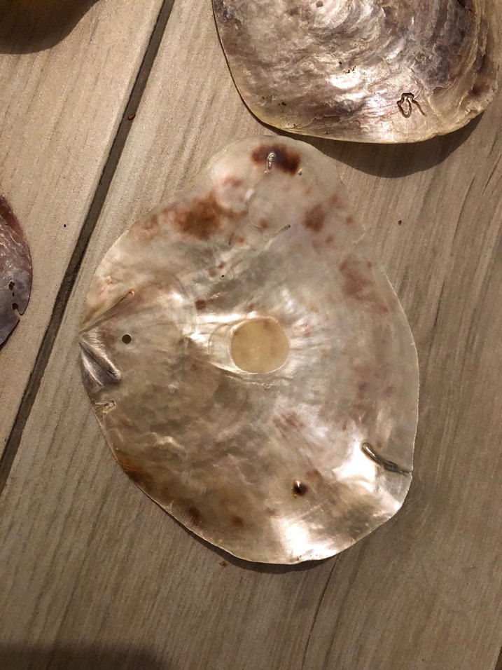 SEDEF İSTRİDYE  DENİZ KABUĞU -4 ADET - Görsel 5