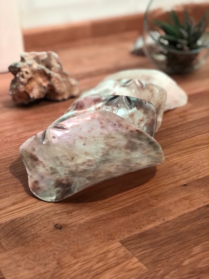 SEDEF İSTRİDYE  DENİZ KABUĞU -4 ADET - Görsel 2