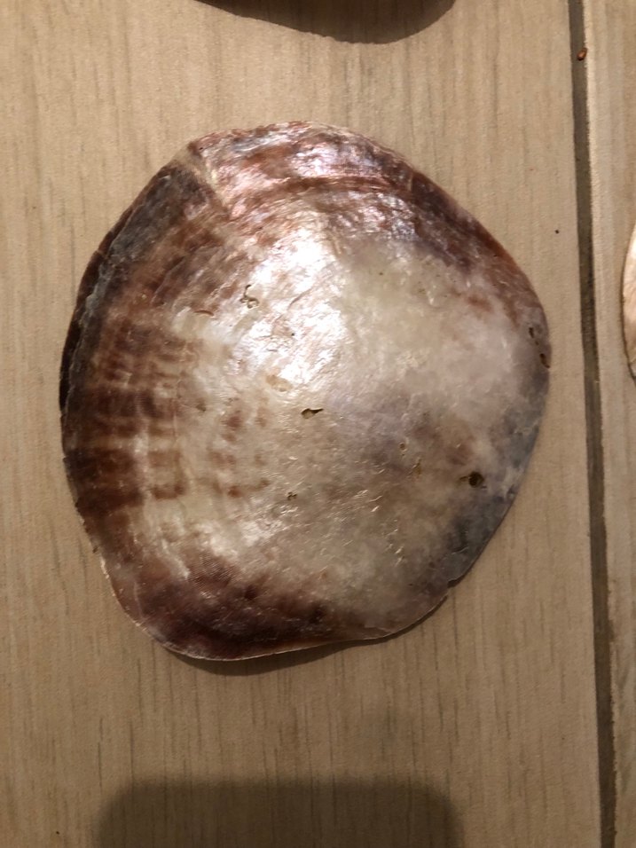 SEDEF İSTRİDYE  DENİZ KABUĞU -4 ADET - Görsel 4