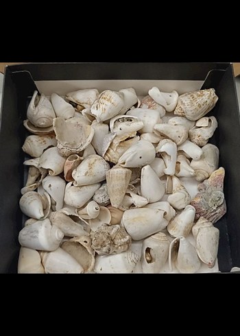 Beyaz Deniz Kabuğu Tırnak Süsü hepsi toplu fiyatıdır 50-60 adet - Görsel 3