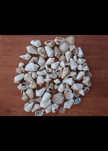 Beyaz Deniz Kabuğu Tırnak Süsü hepsi toplu fiyatıdır 50-60 adet - Görsel 2