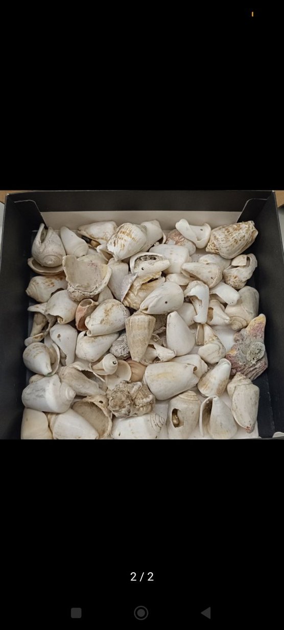 Beyaz Deniz Kabuğu Tırnak Süsü hepsi toplu fiyatıdır 50-60 adet - Görsel 3