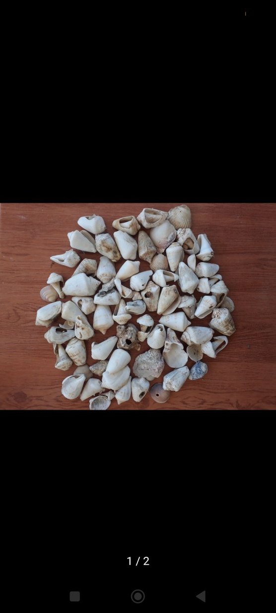 Beyaz Deniz Kabuğu Tırnak Süsü hepsi toplu fiyatıdır 50-60 adet - Görsel 2