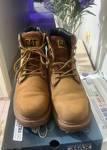 Cat 43