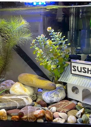 Renkli Detaylı Krem Akvaryum Aksesuarı - Görsel 2