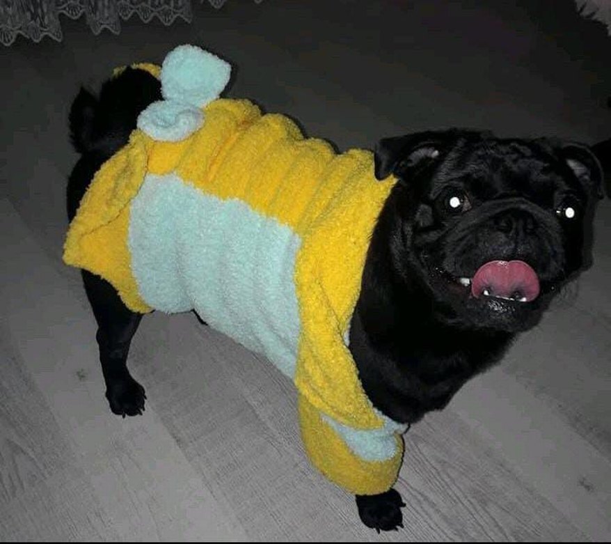 Köpek Kıyafeti, Köpek Kazağı, SwettiKöpek Kazağı Yumuşak - Görsel 3