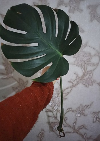 Monstera - Görsel 2