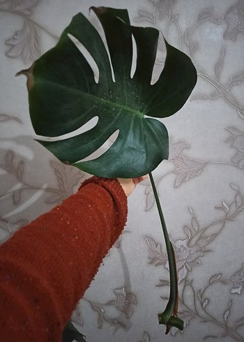 Monstera - Görsel 4