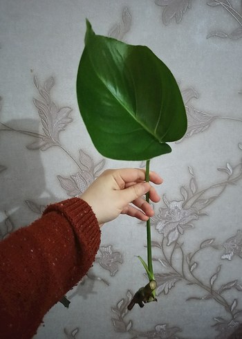 Monstera - Görsel 5