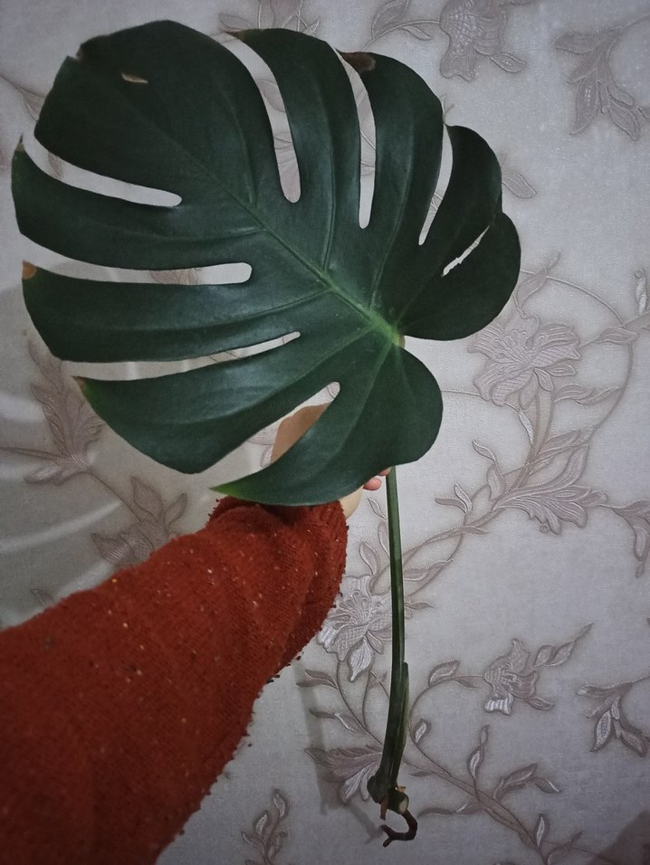Monstera - Görsel 2