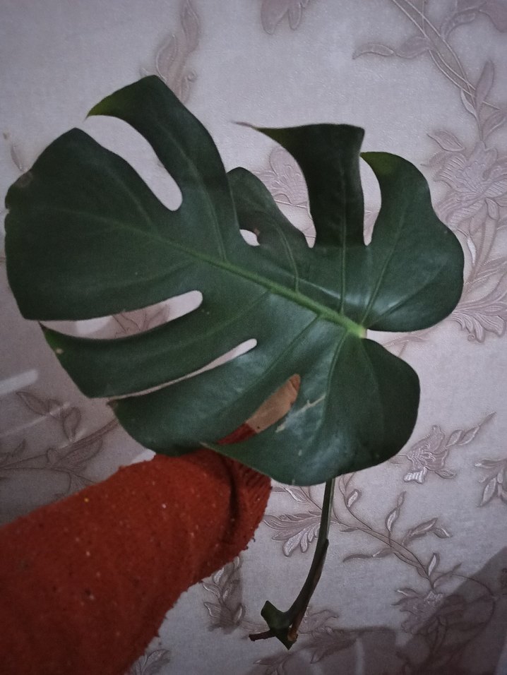 Monstera - Görsel 3
