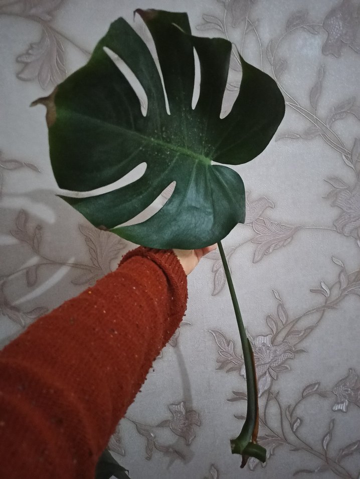 Monstera - Görsel 4