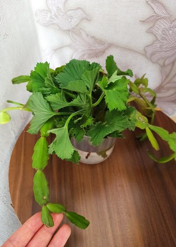 Yılbaşı çiçeği - Görsel 2