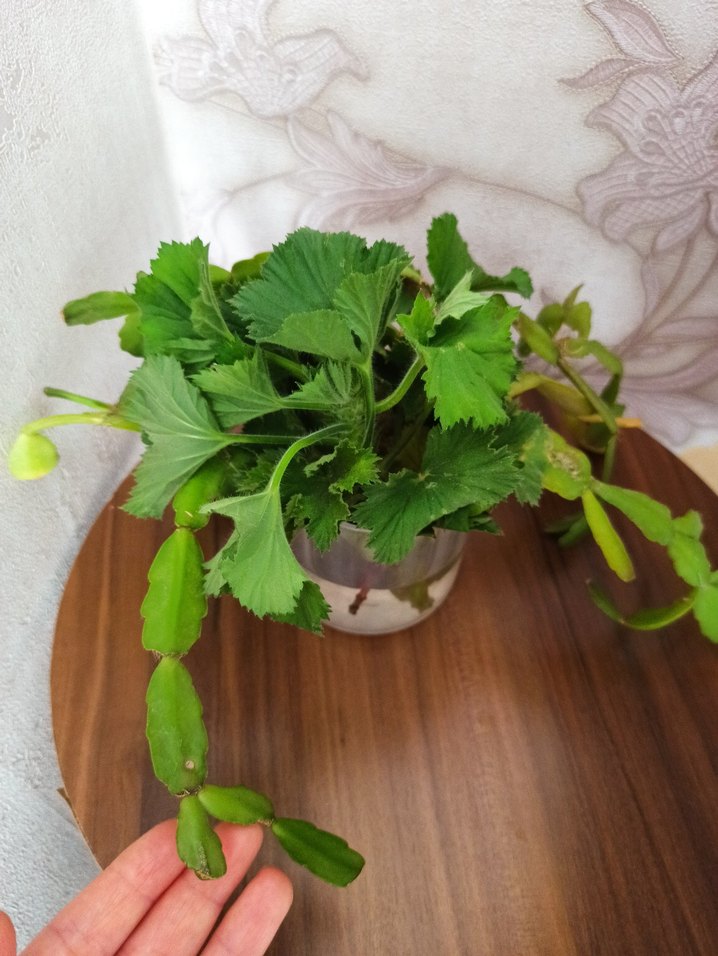 Yılbaşı çiçeği - Görsel 2