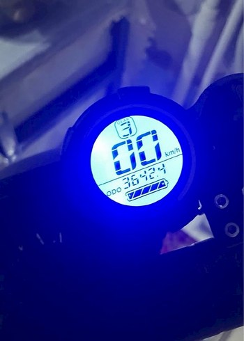 Siyah yetişkin scoter - Görsel 3