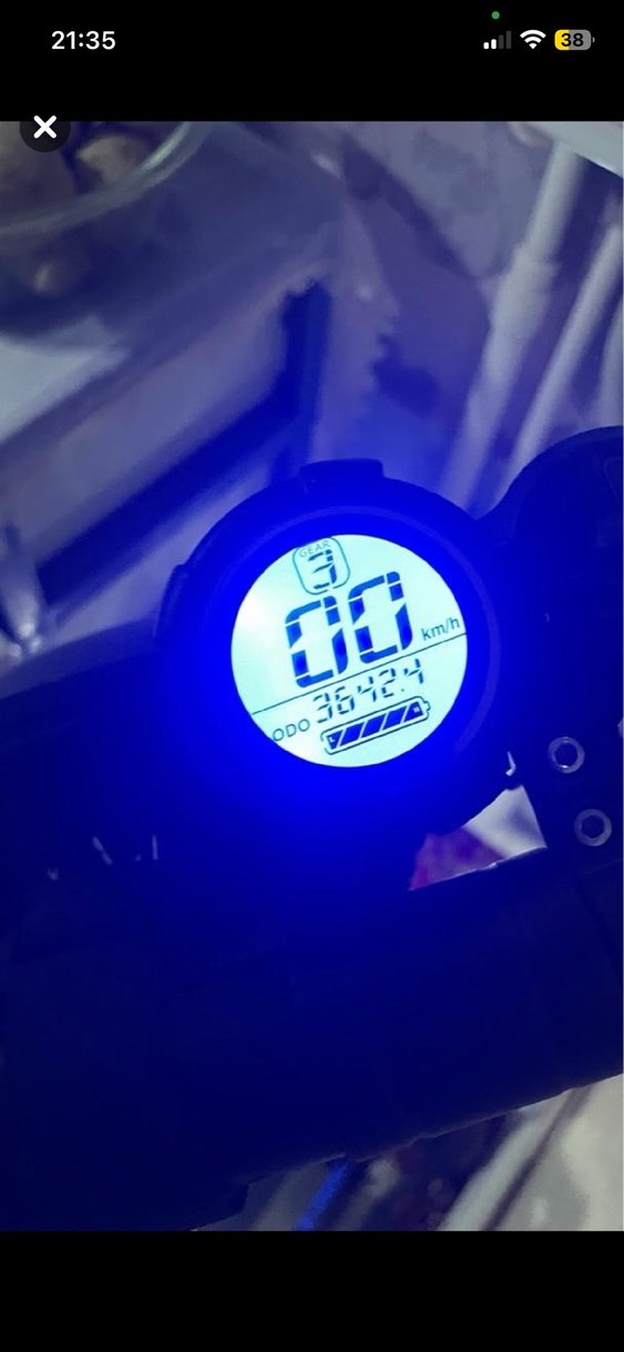 Siyah yetişkin scoter - Görsel 3