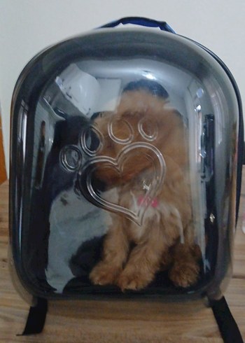 Koyu Mavi Şeffaf Kedi köpek Taşıma Sırt Çantası - Görsel 2