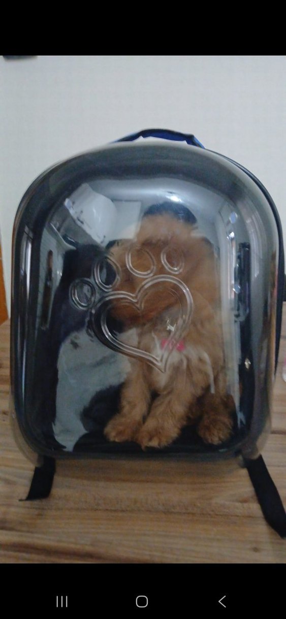 Koyu Mavi Şeffaf Kedi köpek Taşıma Sırt Çantası - Görsel 2