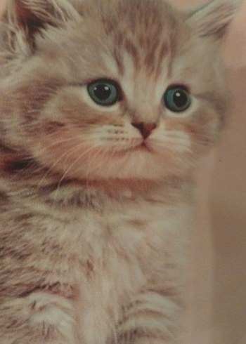 Kedili Yastık kılıfı - Görsel 2