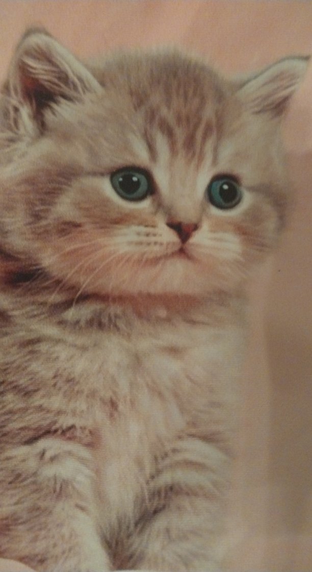 Kedili Yastık kılıfı - Görsel 2