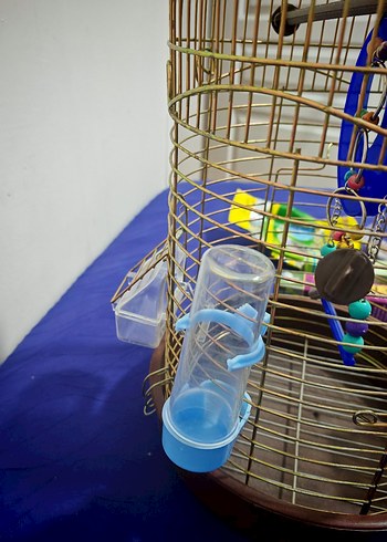 Tertemiz sarı pirinç rengi kuş kafesi - Görsel 4